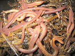 Red Worms