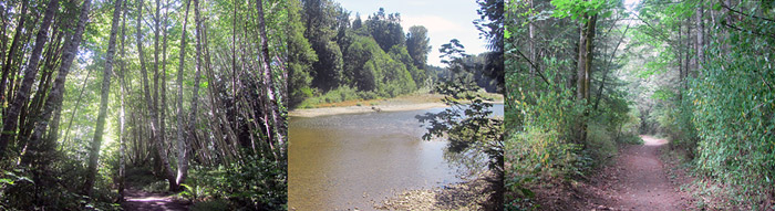 Morden Colliery Regional Trail - Nanaimo River Bridge Development